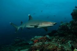 D-70 wih two strobes.  On a shark feed dive in Fiji, this... by Josh Dexter 